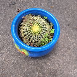 Plant 
