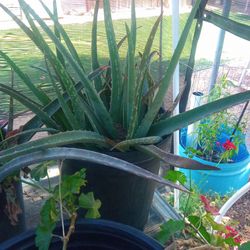 Savila/ aloe vera Plant