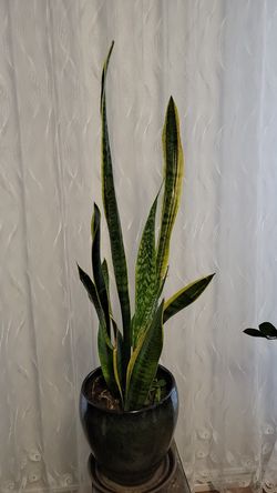 sansevieria They ar also highly-sought after for their air-purifying properties