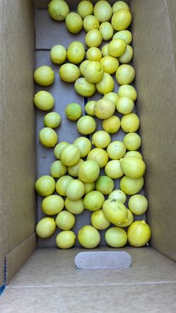Free Lemons