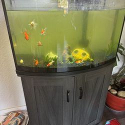Fish Tank