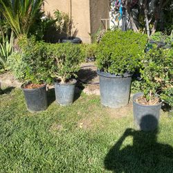 4 Little Trees  $60 Dollars 