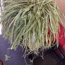 Spider Plant
