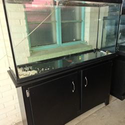 Fish Tank 