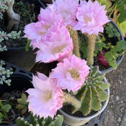 Beautiful Pink Flower Cactus Plants