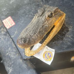 Alligator