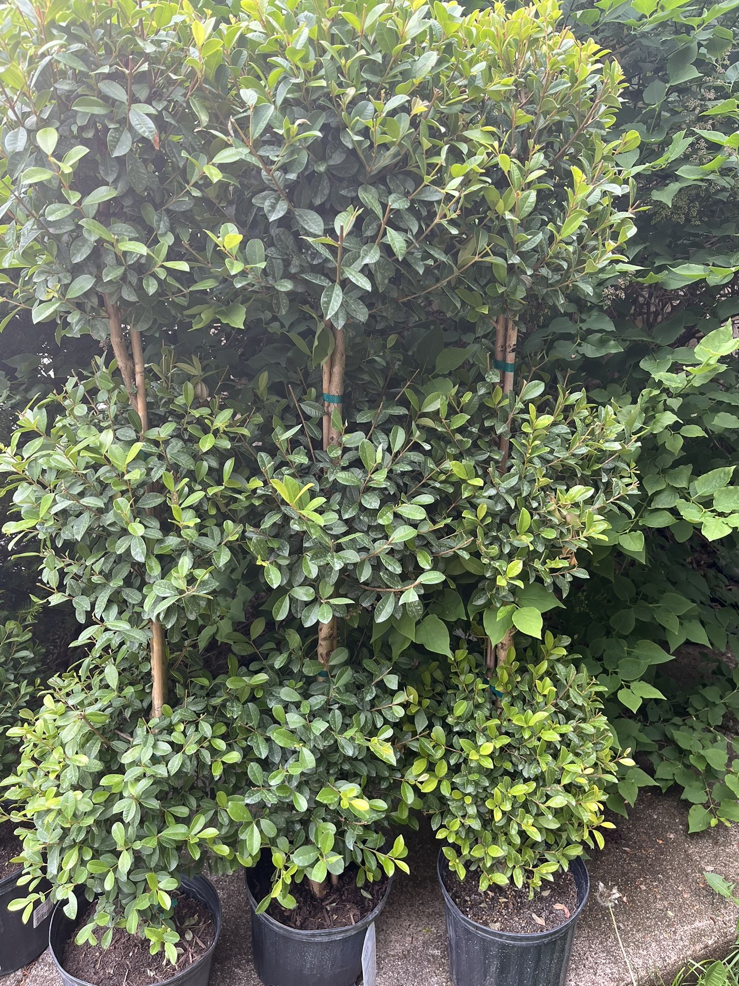 Real Topiary Trees $85 Each