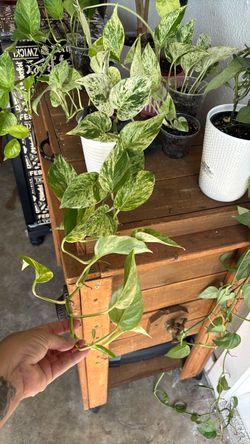 Many plants for sale POTHOS and more