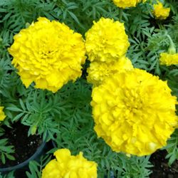 Cempasúchil Marigold 