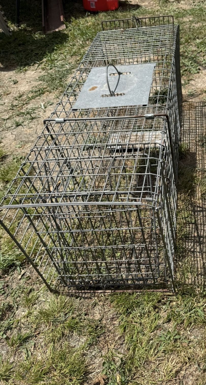 Large Trap…… Trampa Grande 