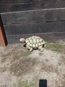 Cement Turtle Statue For Garden Decorations