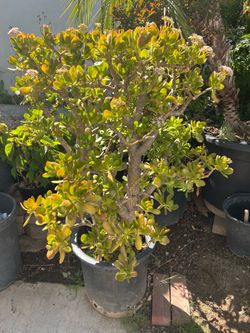 Jade plant