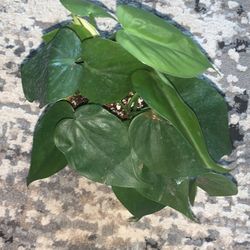 Heart Leaf Philodendron 