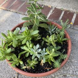Plant For Out Side