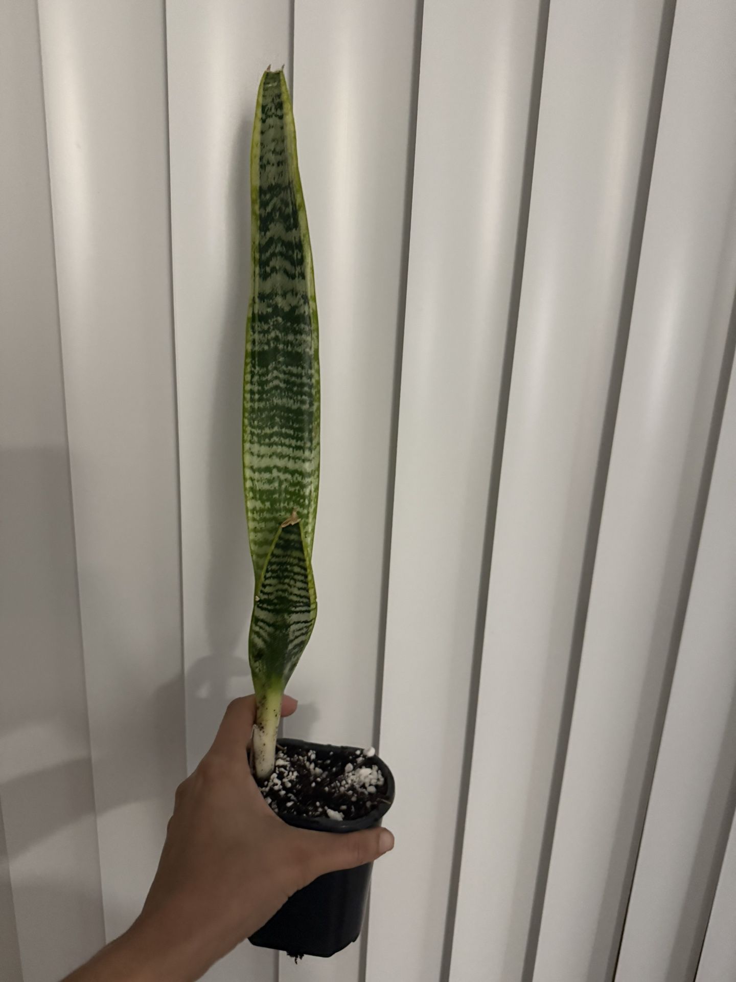 Snake Plant