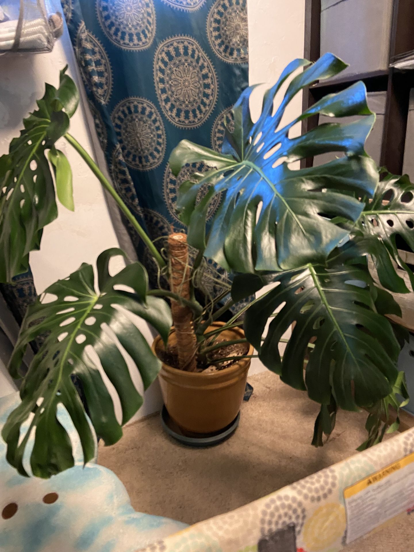 Monstera Deliciosa Plant
