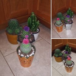 Cactus plants$15-$16 Each pot