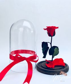 Rose in glass dome