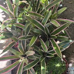 Beautiful Tropical Plants 