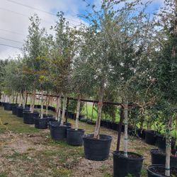 Live Oak Trees 45gallon 14ft Tall 