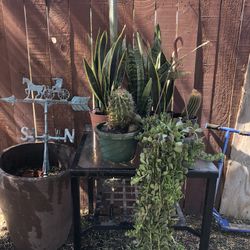 Cactus And Plants