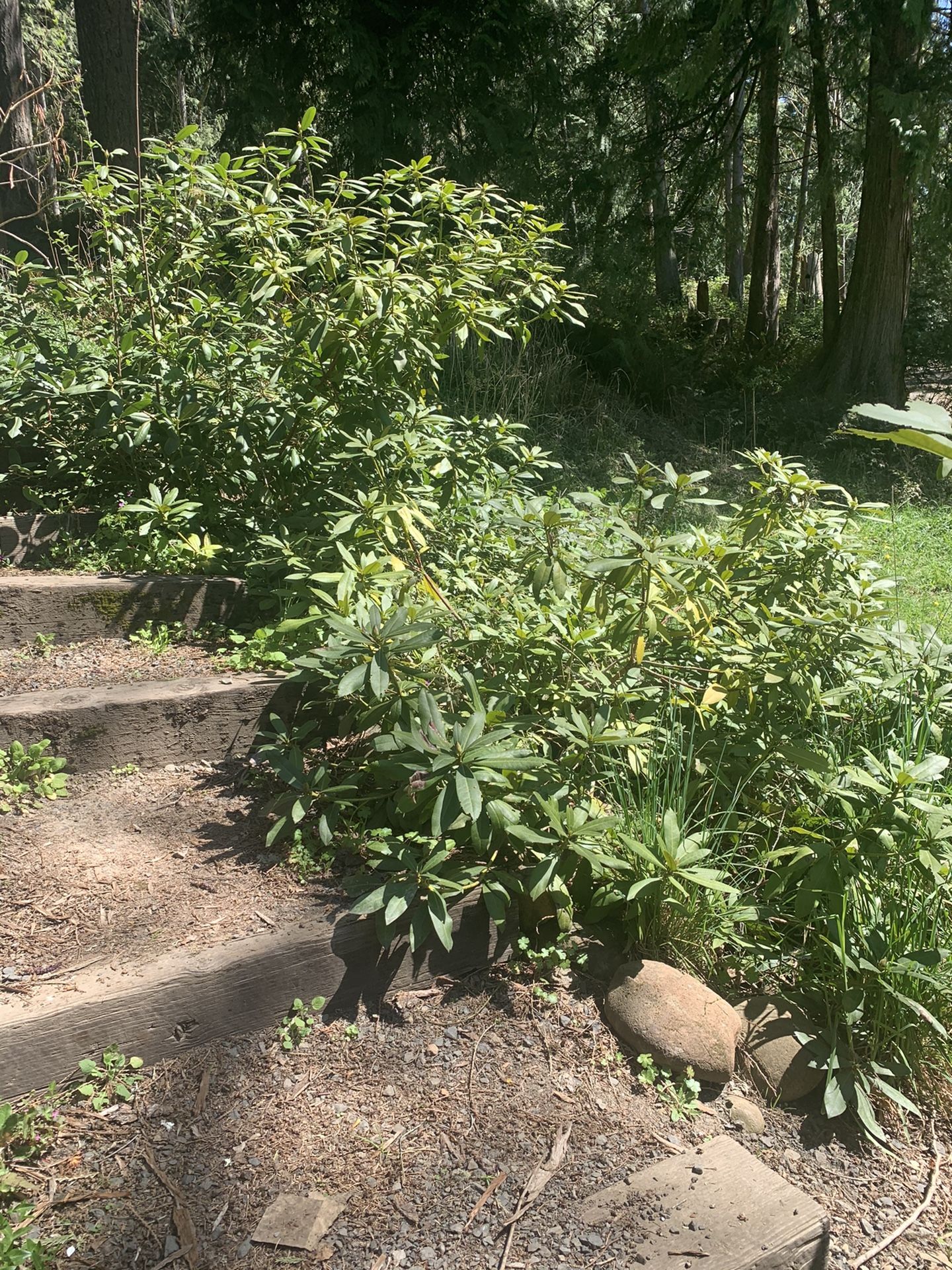 Free rhododendrons if you remove