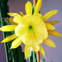 Yellow Orchid Cactus Epiphyllum Fully Rooted Seedling Plant