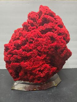 Natural read red coral in a acrylic base ideal for saltwater aquarium or home decor