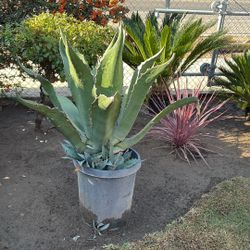 Plants For Sale