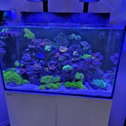 RedSea Max E 260 Marine/Saltwater Aquarium For Sale With Fish And Corals