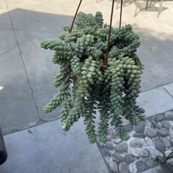 6” Long Donkey Tail