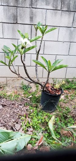 4ft 3inches White Fragrance Plumeria Tree