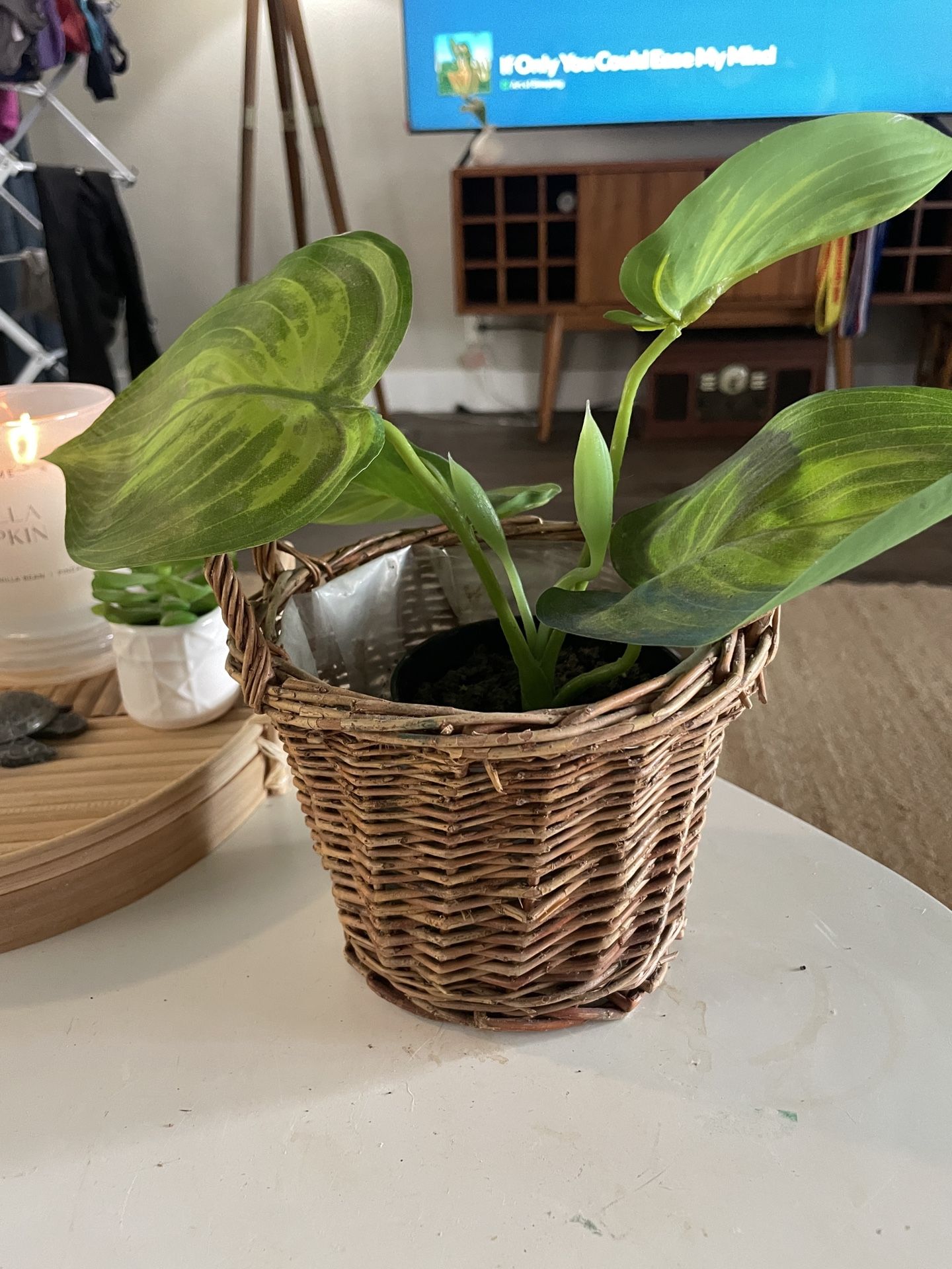 Small woven plant basket