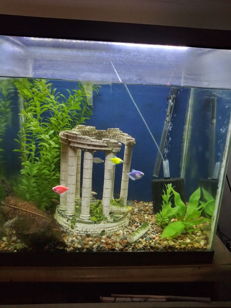 65 gallon tall fish tank