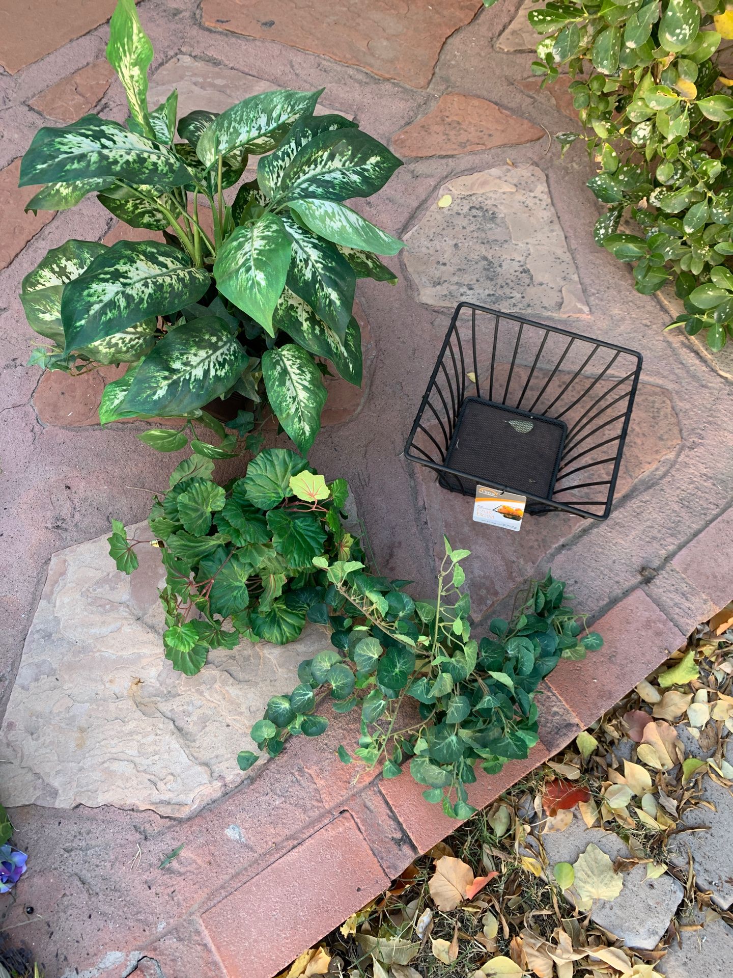 Plants and a fruit bowl