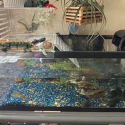 Turtles And Tank With Stand