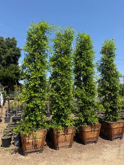 Ficus Nitida Indian Laurel hedge