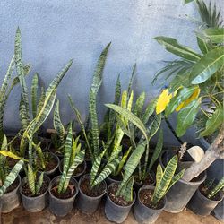 Snake plant