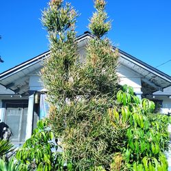 Succulent Plant Tree Double-headed