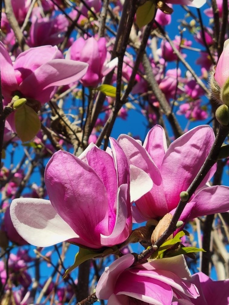 Magnolia Tree