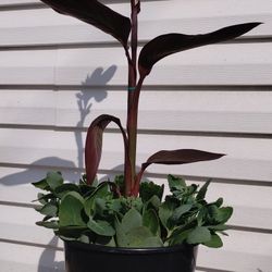 Canna Lily/Autumn Joy Sedum 