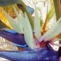 Plantas Grandes De Ave Del Paraíso Color Blanca En Botes De 15 Galones $55 Cada Una 