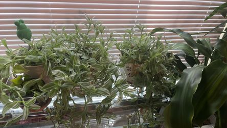 Zebra 🦓 house plants 🪴