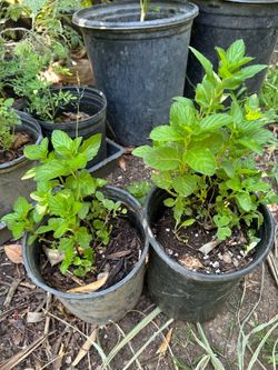 Planta de yerbabuena