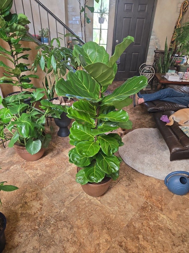 Absolutely Gorgeous 5ft Tall Fiddle Leaf Fig Plant In Corrugated Composite Pot 