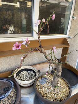 Peach Tree Bonsai for Sale in Manteca, CA - OfferUp