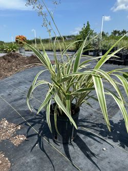 Flax lily