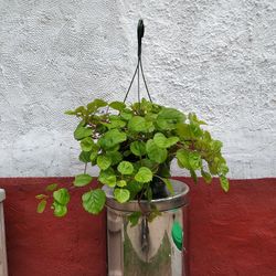 Swedish Ivy 