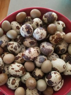 Organic quail eggs, huebos de godornis organicos