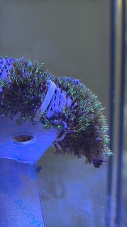 Green Star Polyps